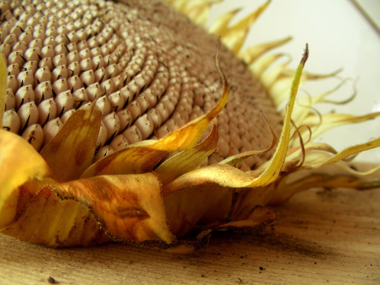 Шляпа подсолнух спелый