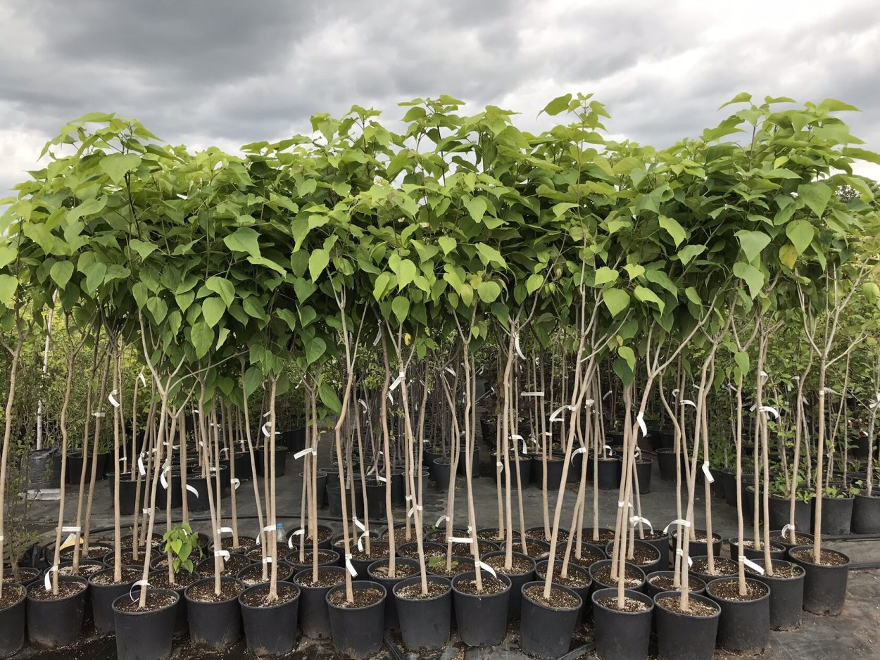 Катальпа дерево саженцы