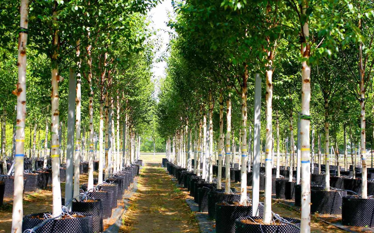 Крупномеры плодовых деревьев