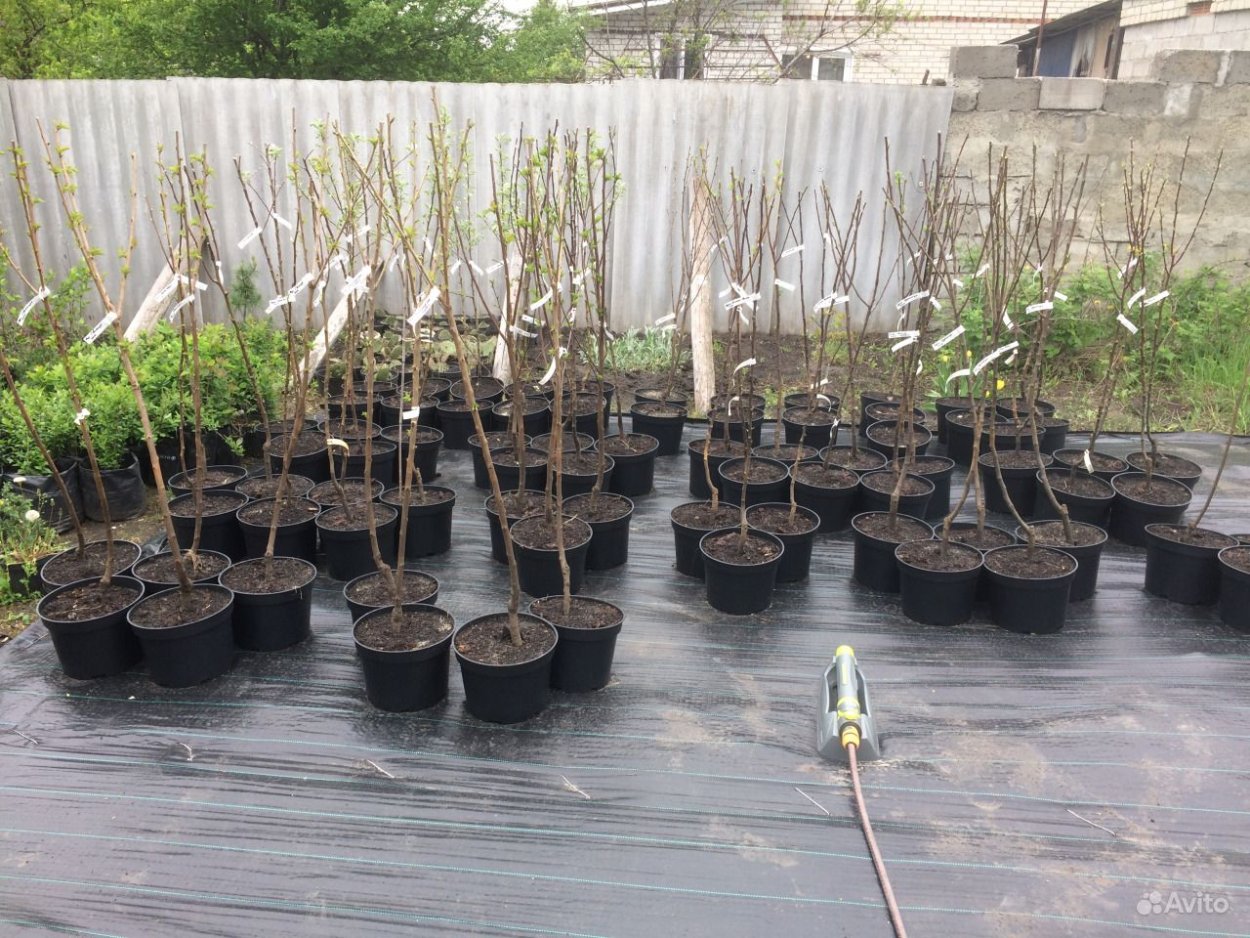 Саженцы в контейнерах плодовых деревьев