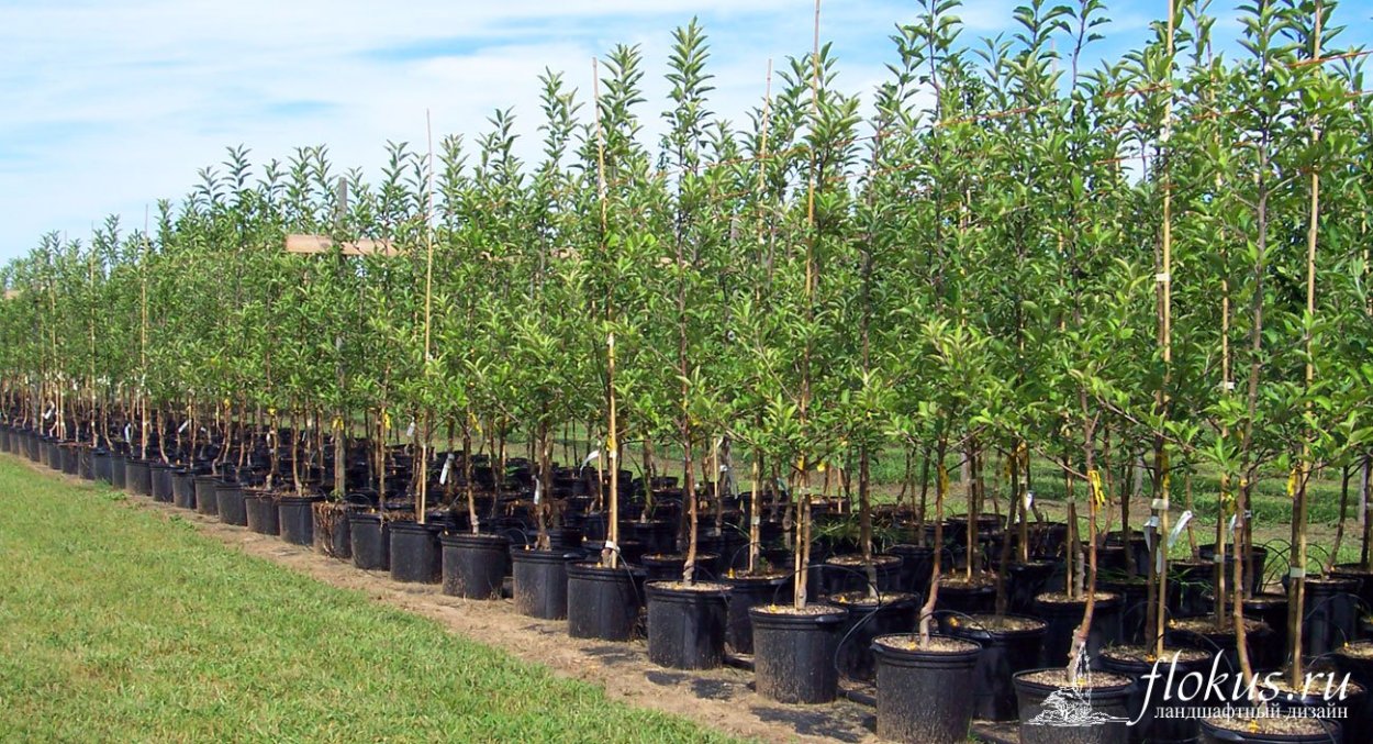 Крупномеры плодовых деревьев