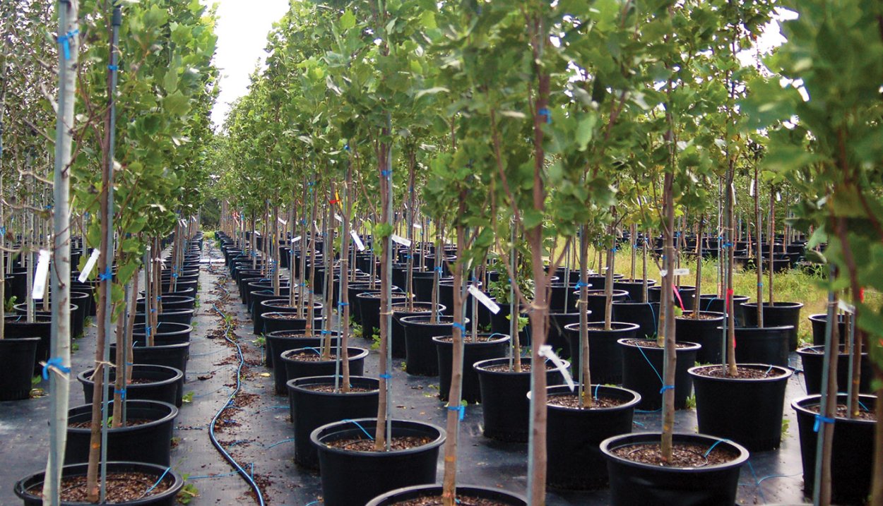 Плодовый питомник