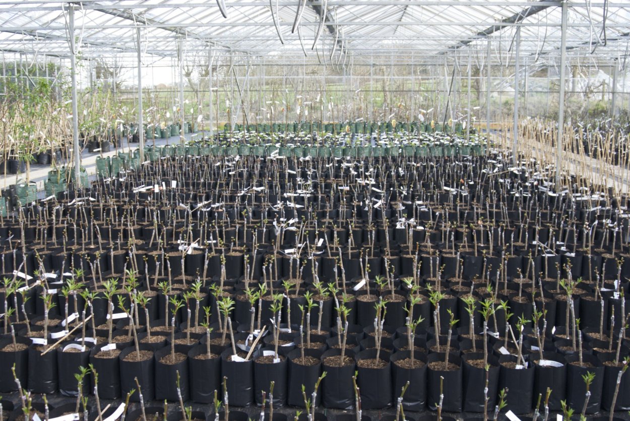 Огород Москва народ магазин саженцев в Косино