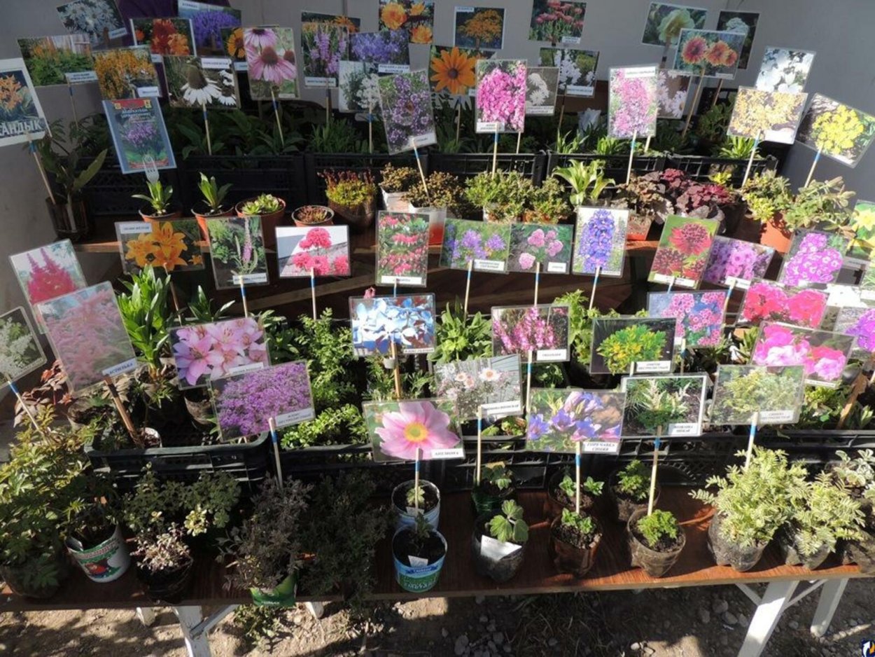 Саженцы плодовых кустарников