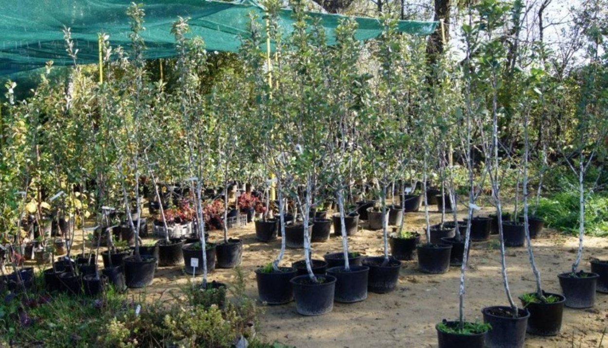 Плодопитомник яблони