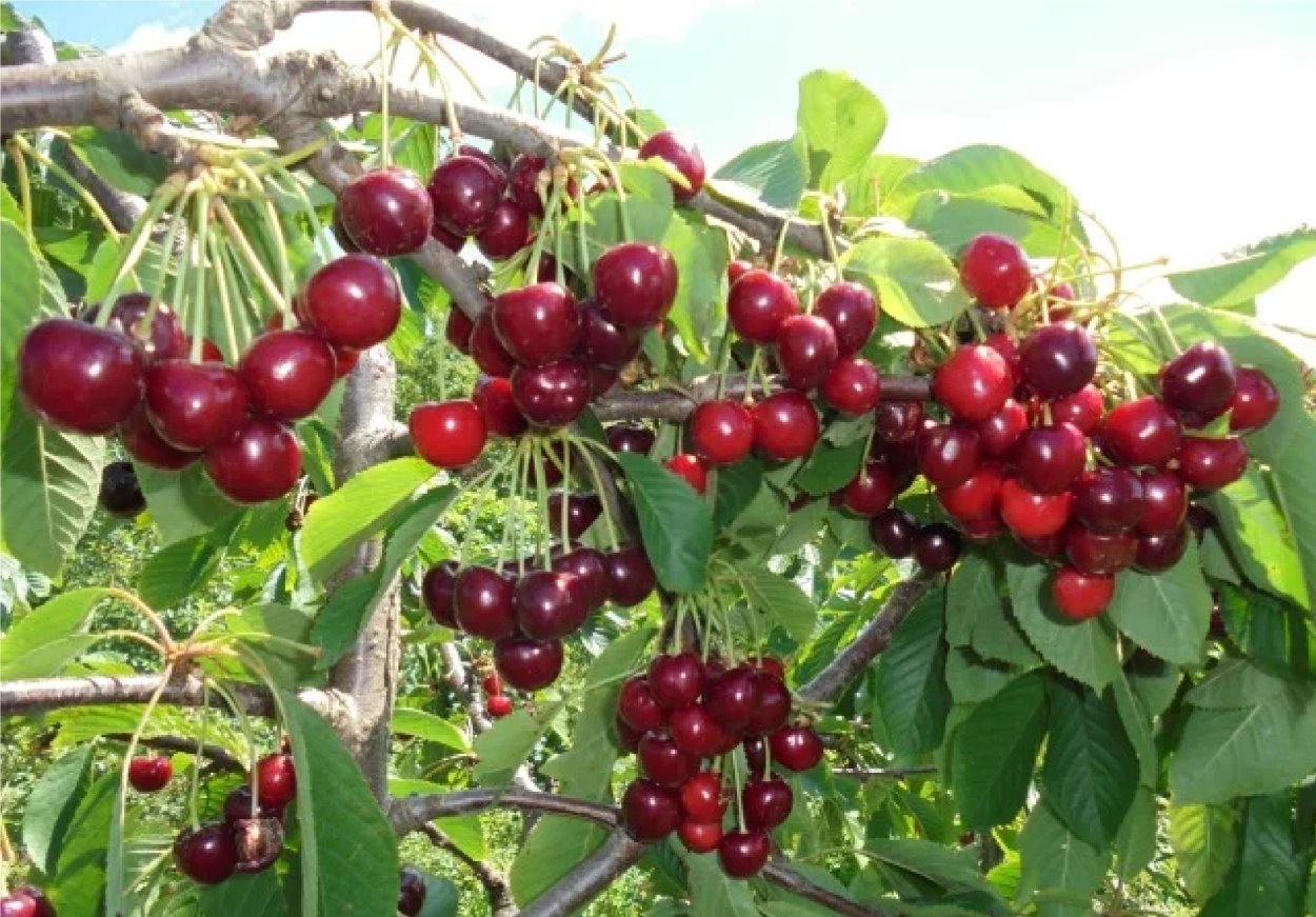 Вишня Шпанка карликовая