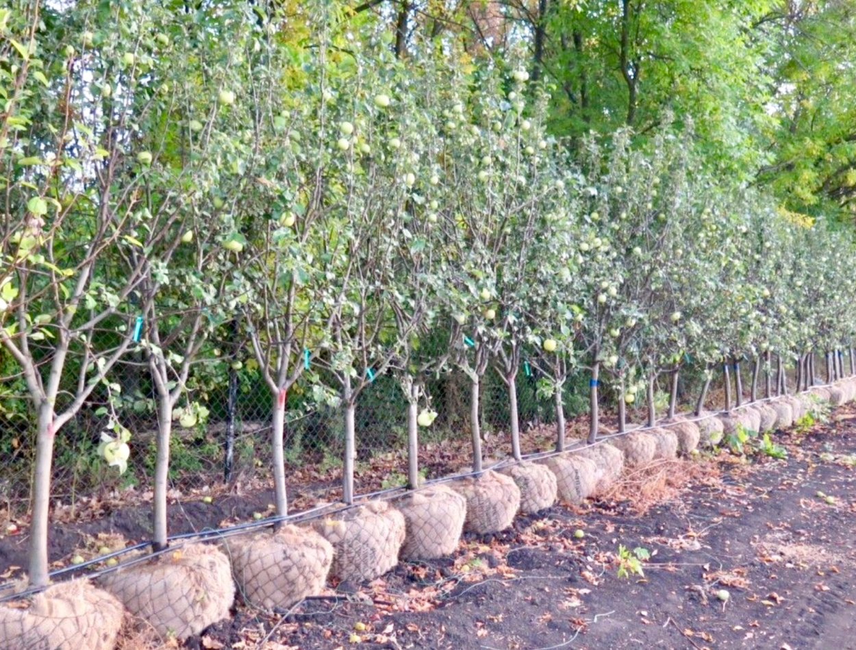 Лоропеталум цветет