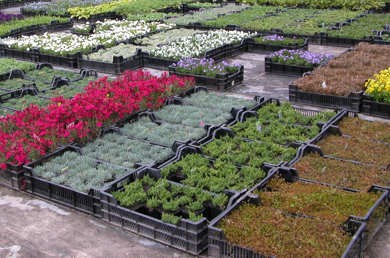 Саженцы крупномеры плодовые деревья