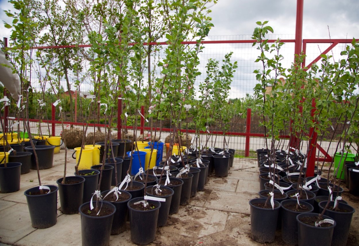 Саженцы крупномеры плодовые деревья