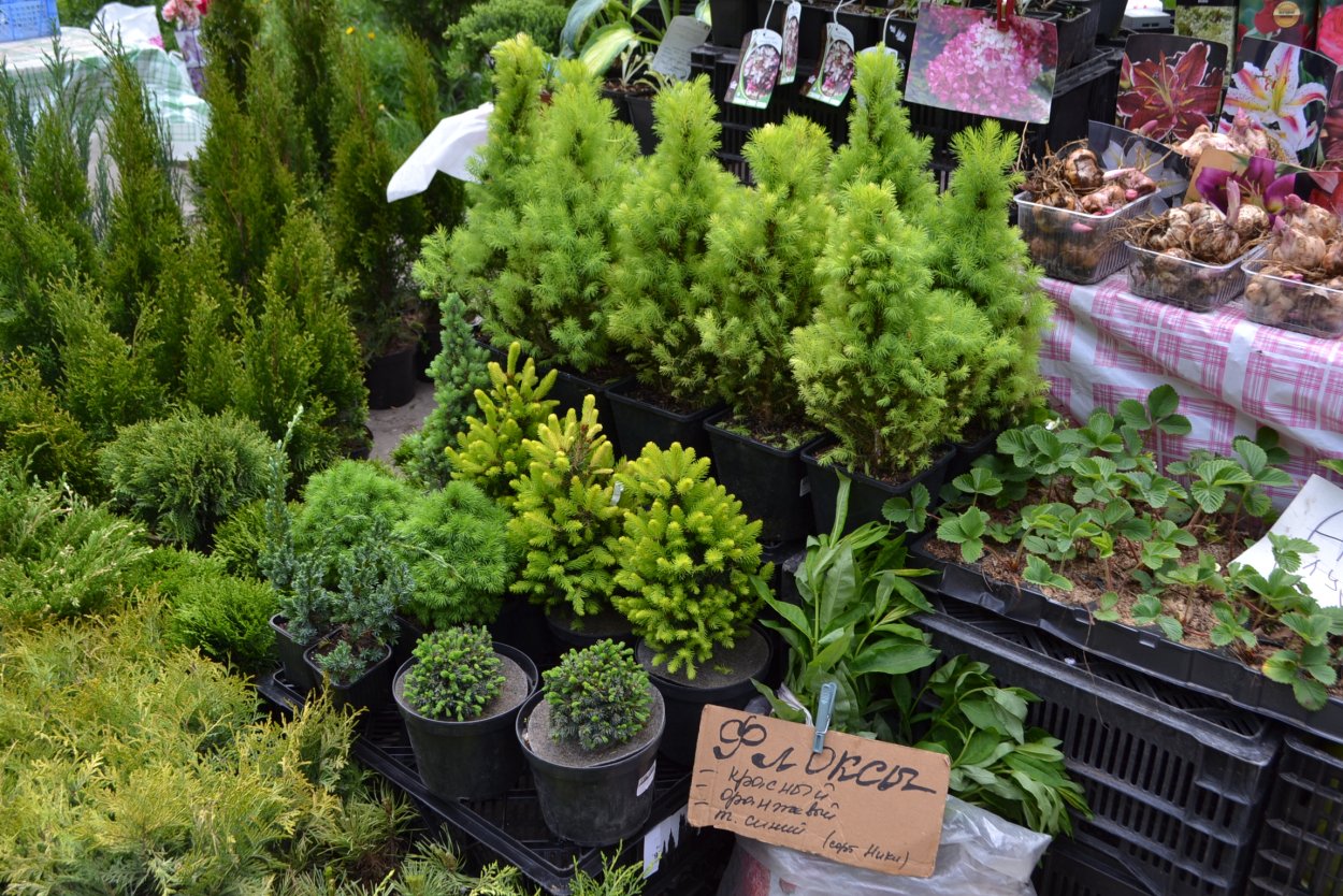 Садовый центр плодовое Тюмень