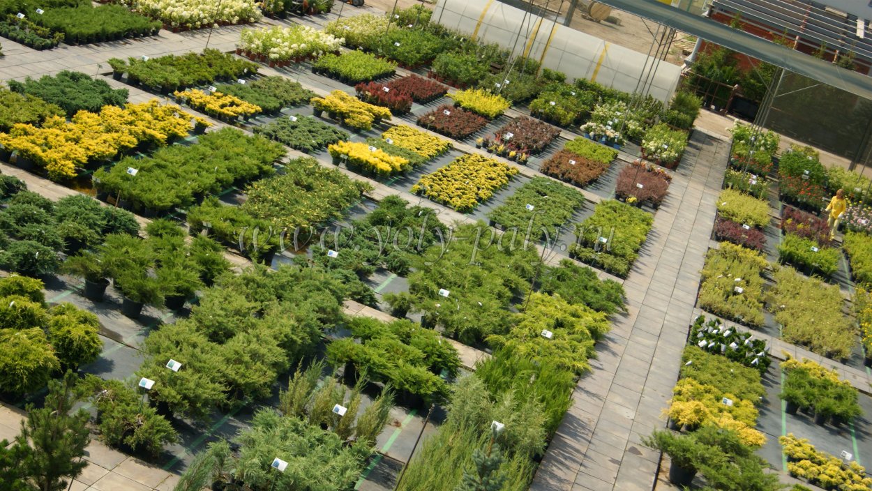 Путиловский сад питомник растений