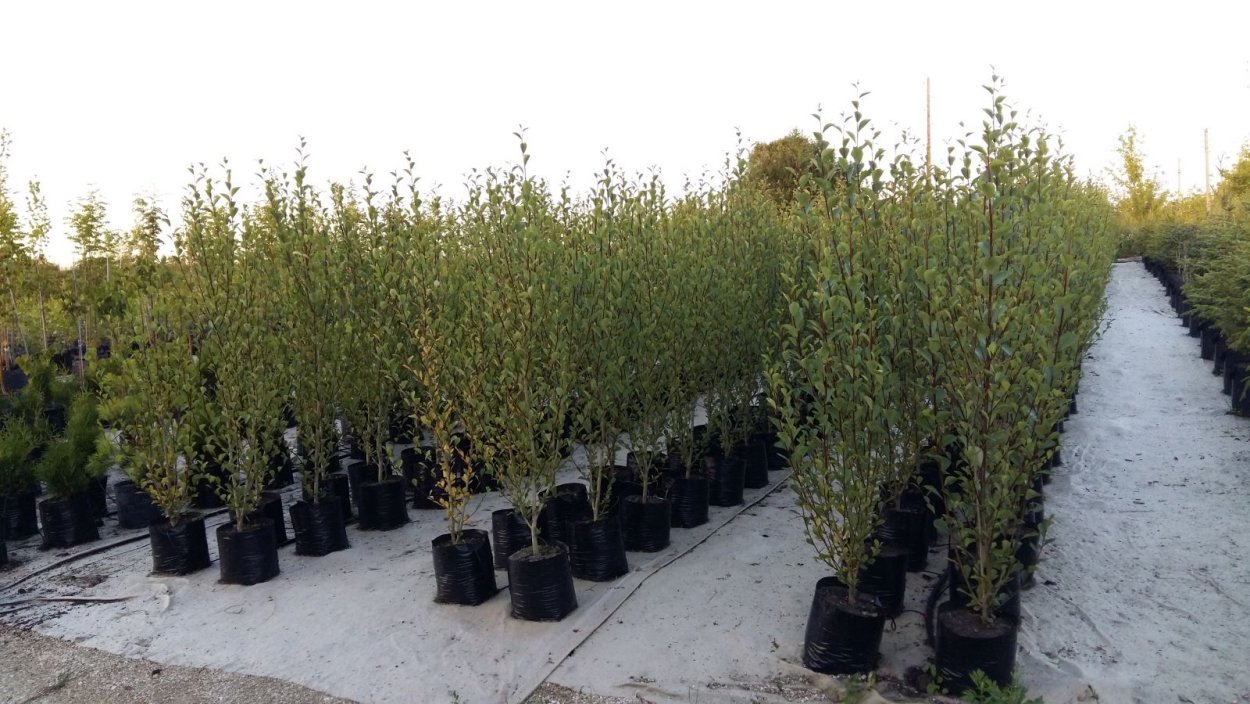 Абрикос Краснощекий дерево