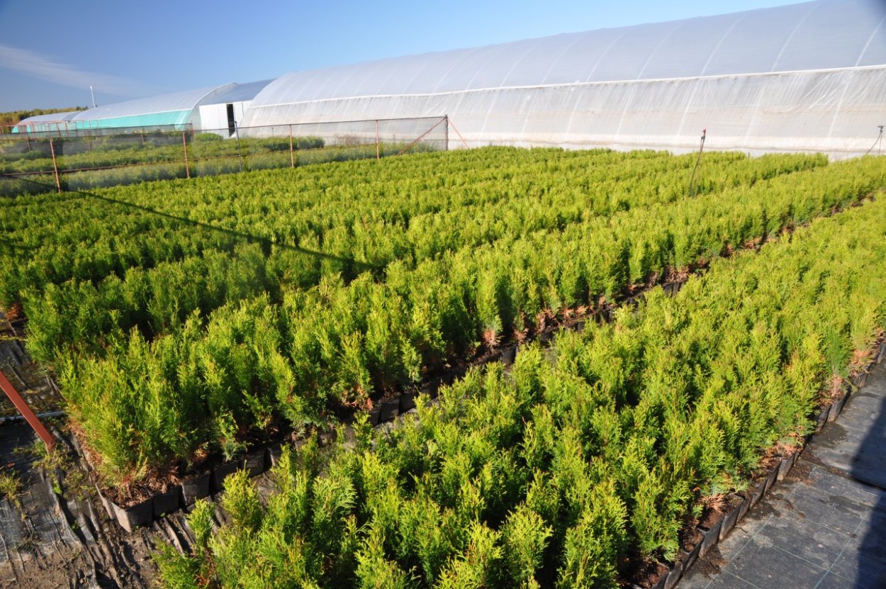 Саженцы с закрытой корневой системой (ЗКС)