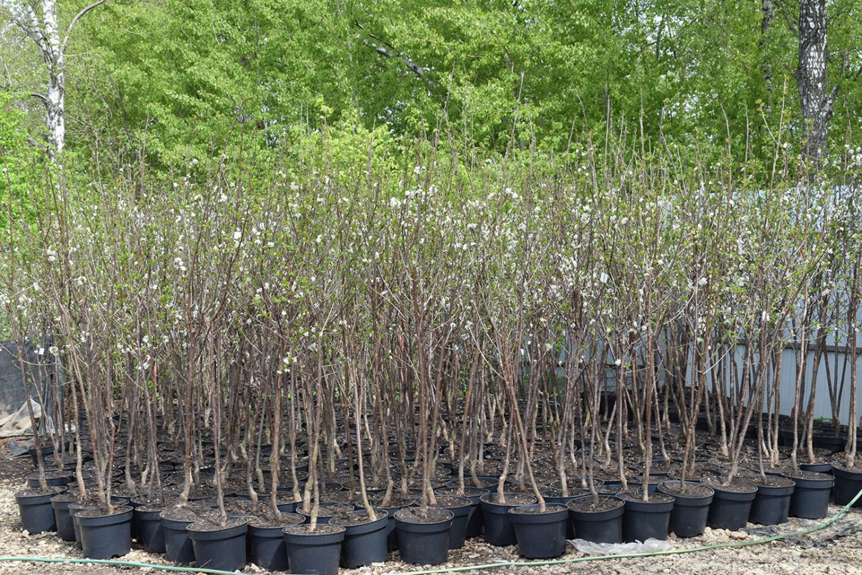 Саженцы цветов