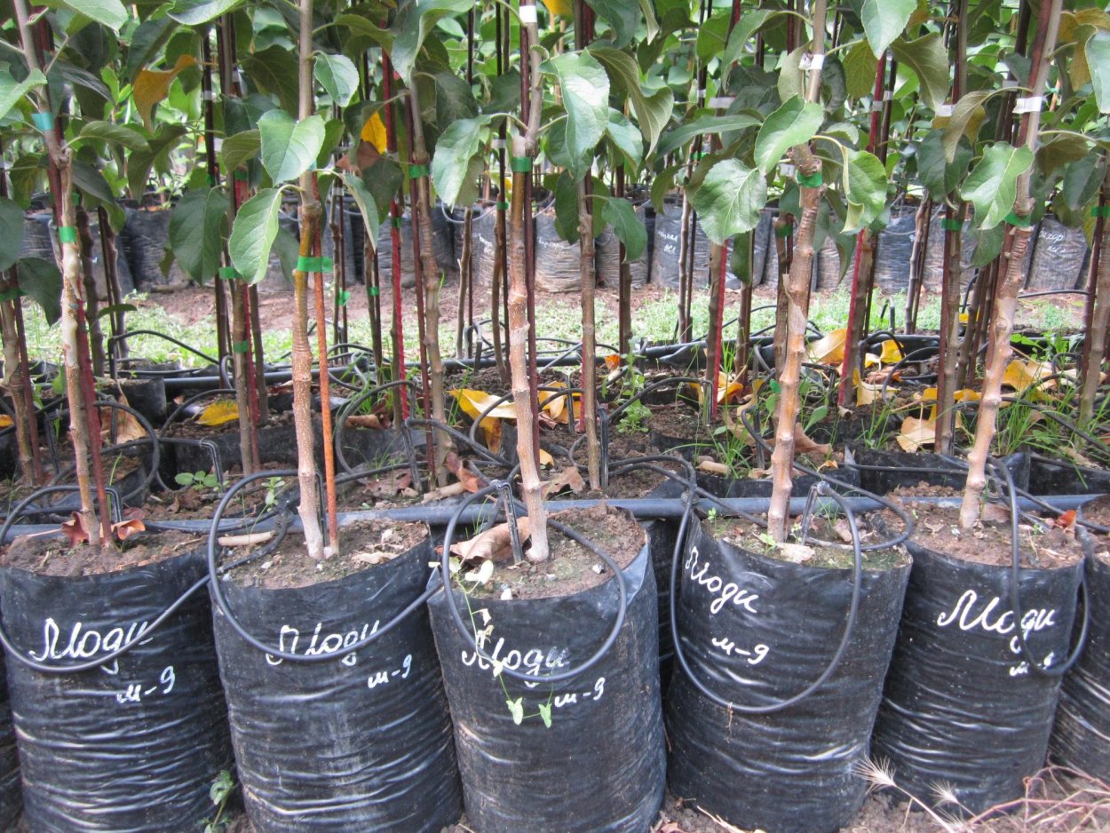 Хонобах абрикос сорт Дагестанский