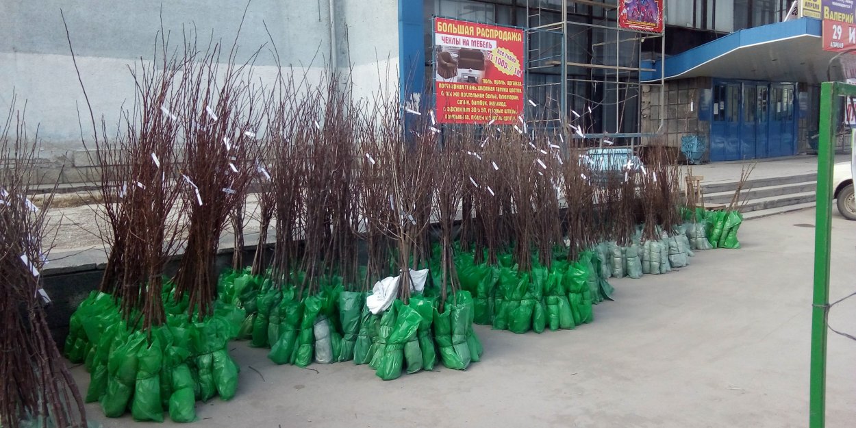 Питомник растений Lindors Польша