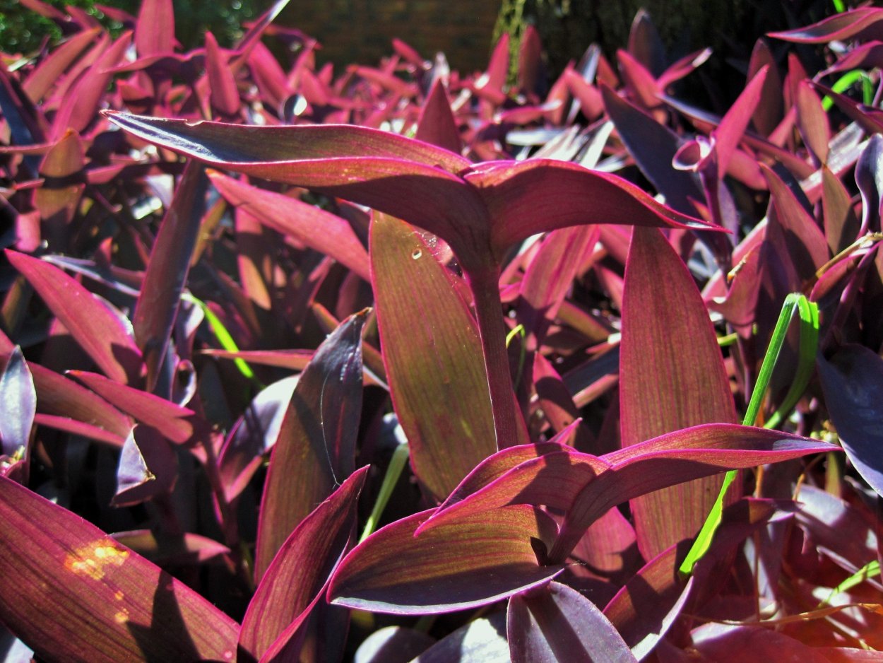 Листья фиолетовые цветок на улице