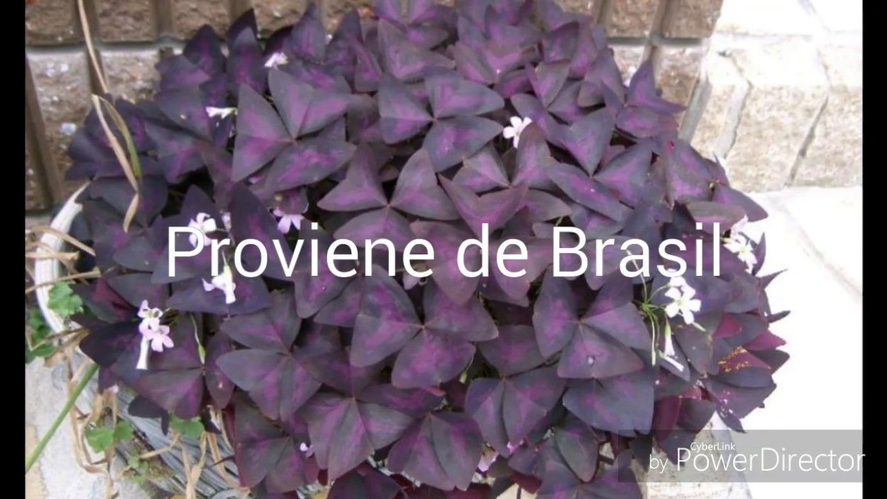 Гемиграфис трехцветный