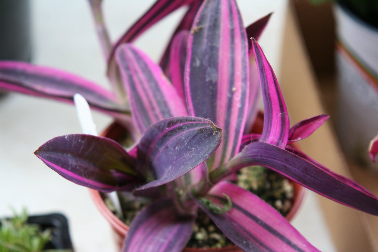 Сеткреазия пурпурная вариегатная