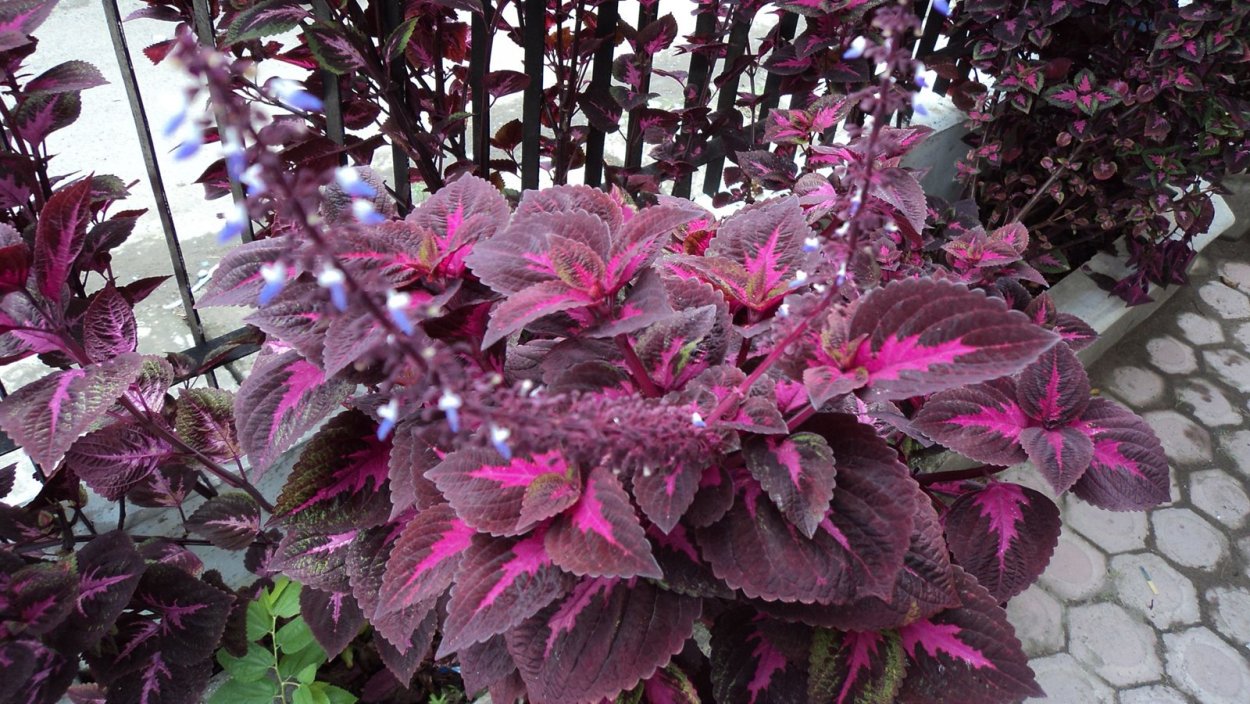Кислица треугольная (Oxalis triangularis)