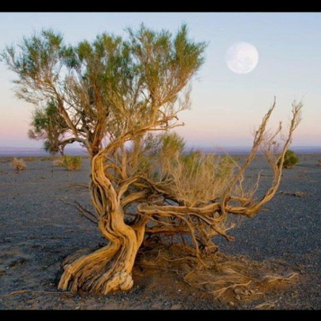 Саксаул природное ресурс