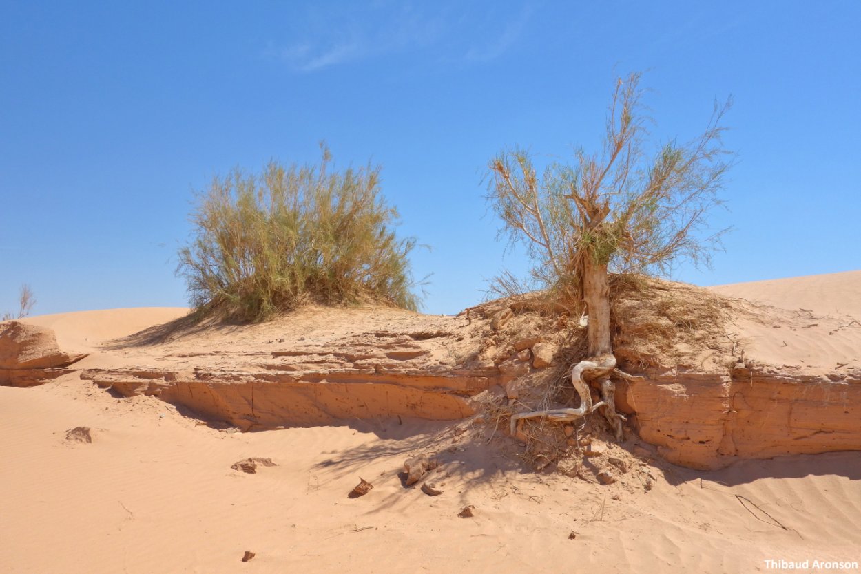 Песчаная Акация полупустынь