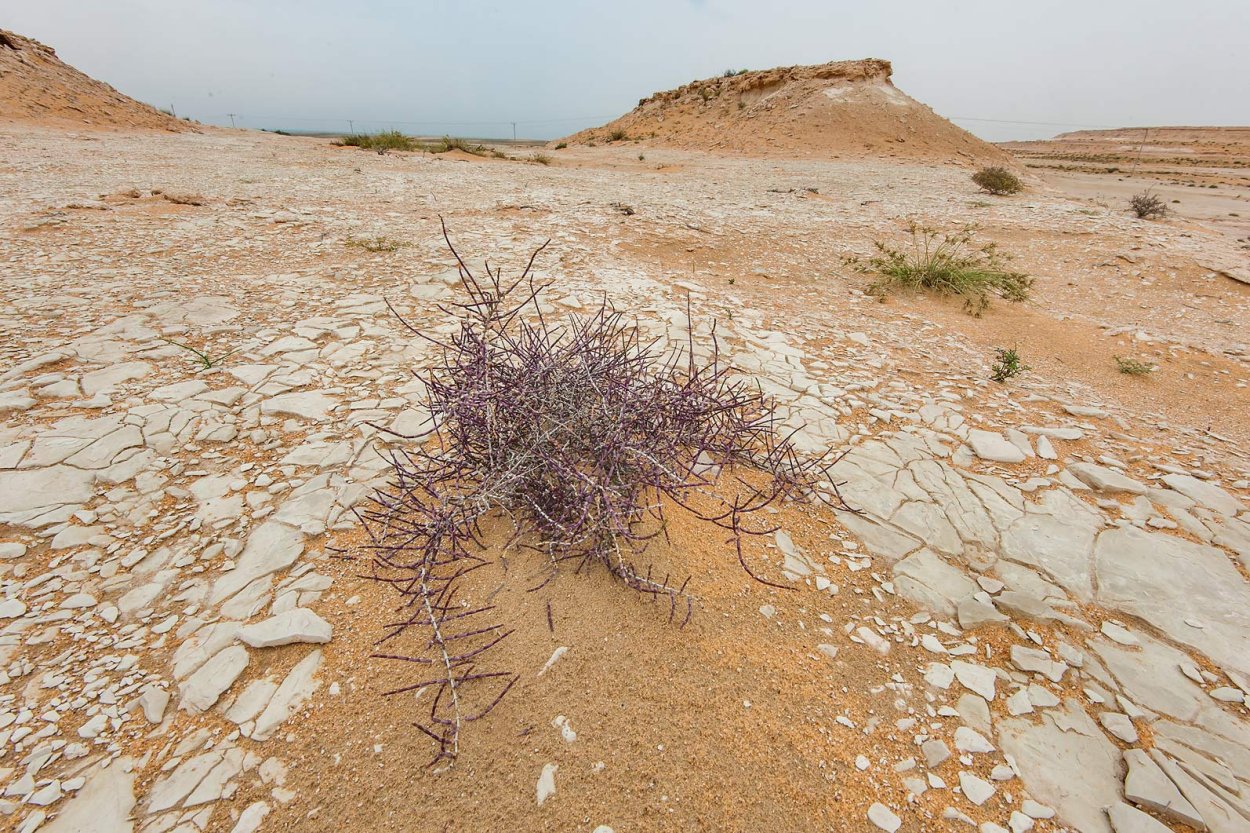 Саксаул белый дерево