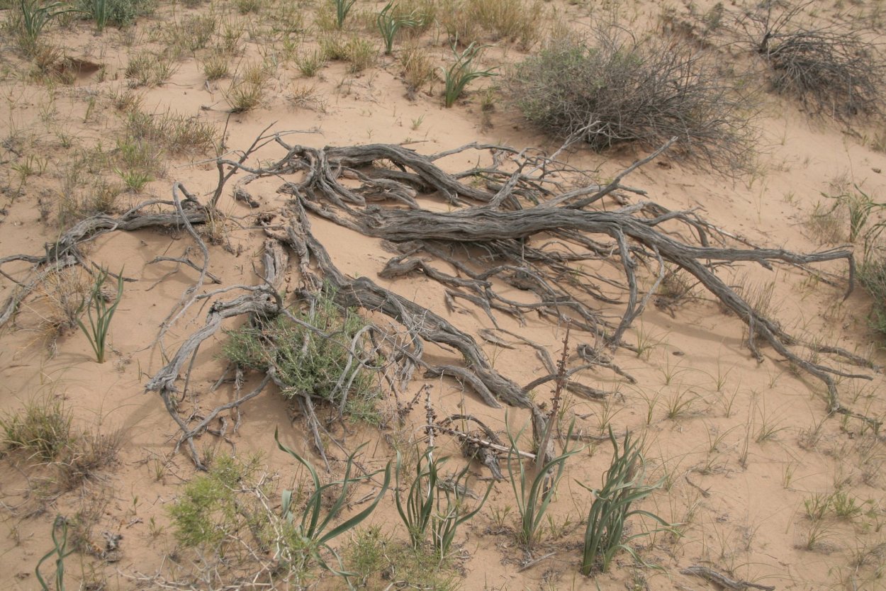 Сухие растения