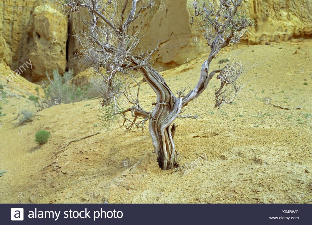 Саксаул растение пустыни