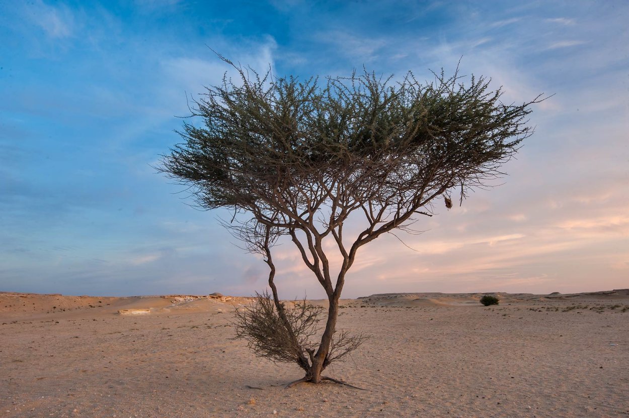 Саксаул растение цветет