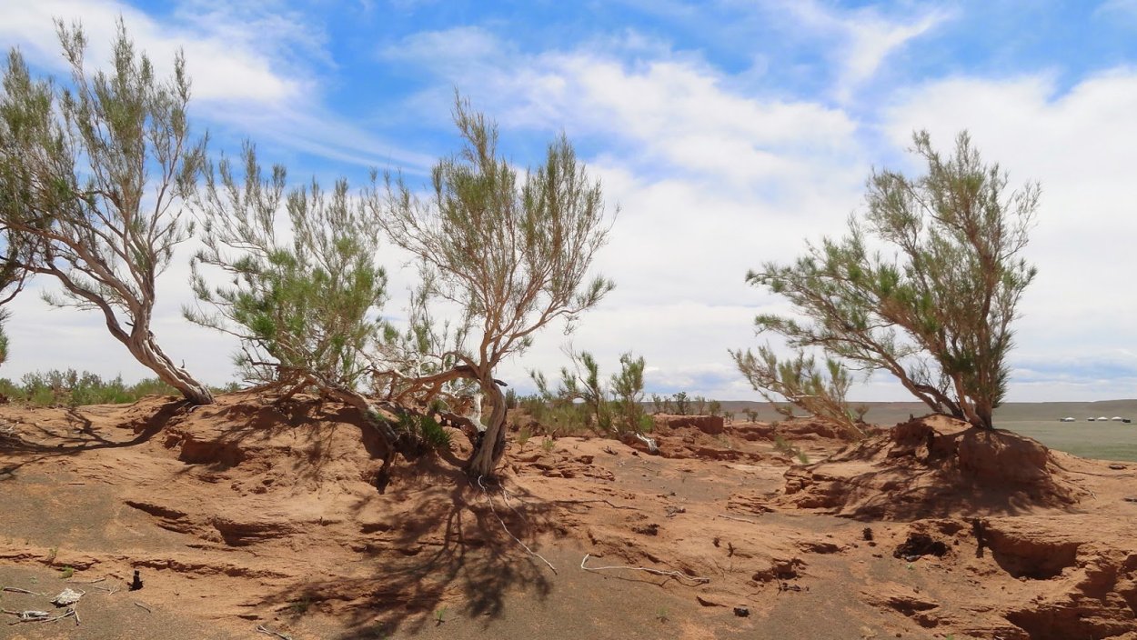 Саксаул Зайсанский