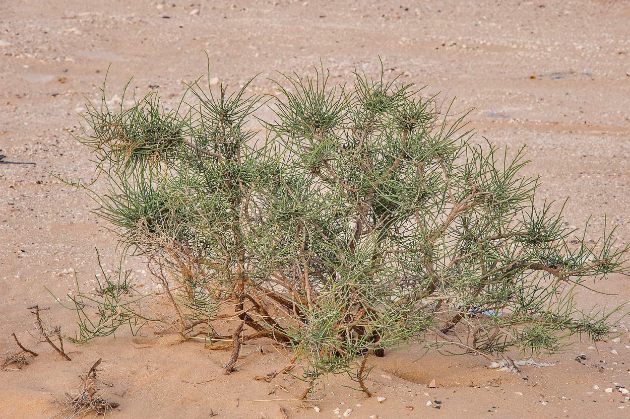 Зона пустынь растения Раксаул