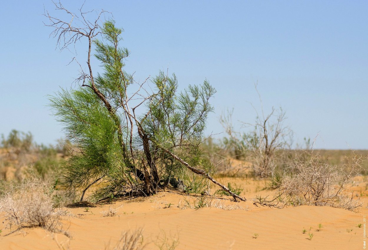 Haloxylon salicornicum