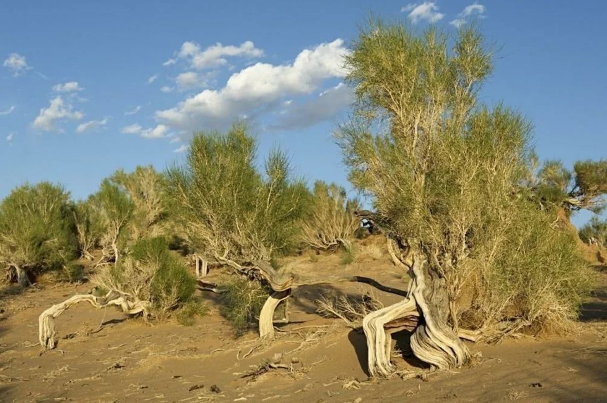 Саксаул Кандым