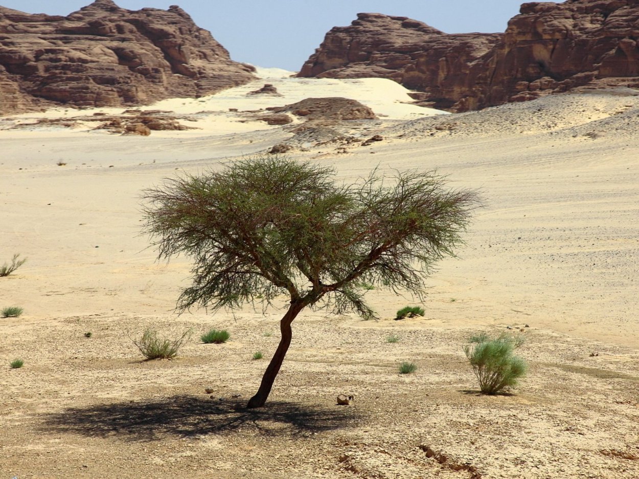 Песчаная Акация в пустыне России