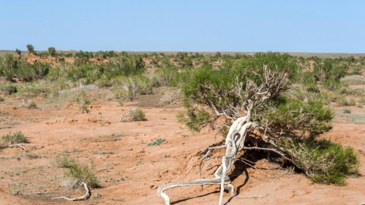 Акация кручёная (Acacia tortilis)