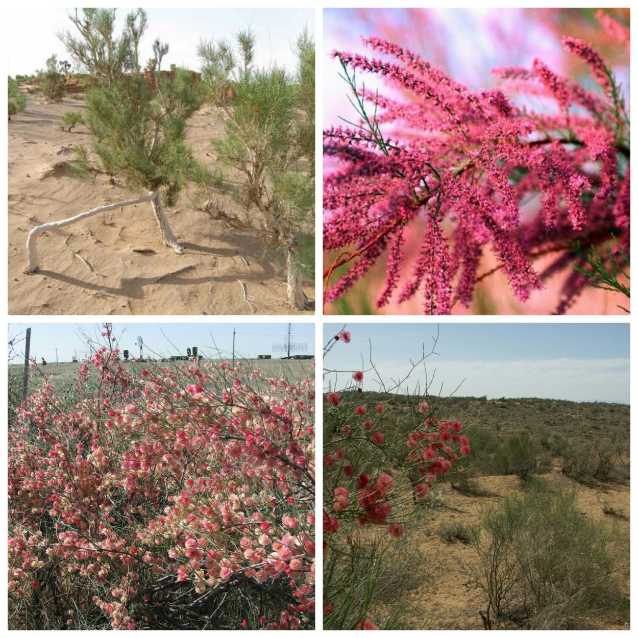 Растения пустынь саксаул