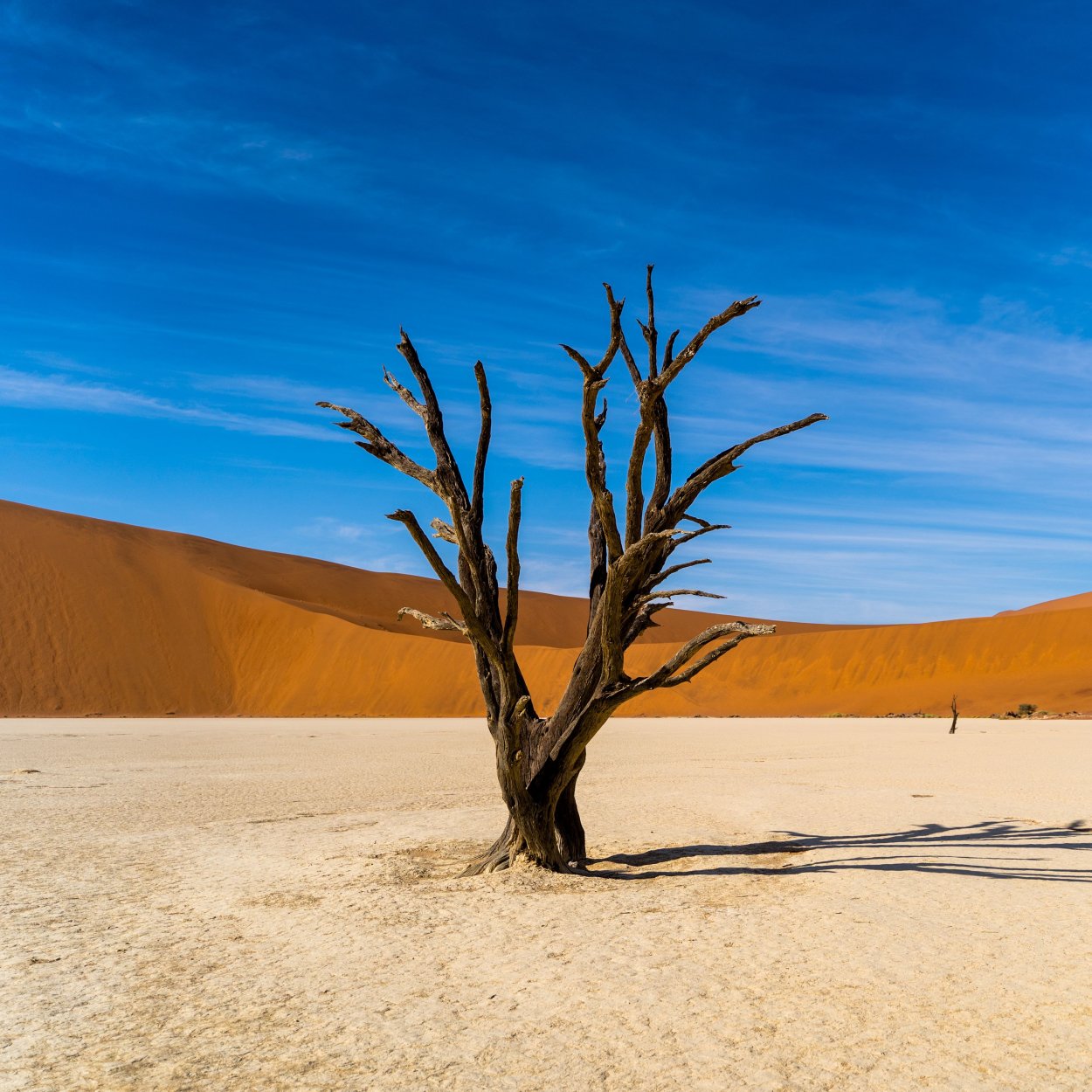 Саксаул дерево пустыни