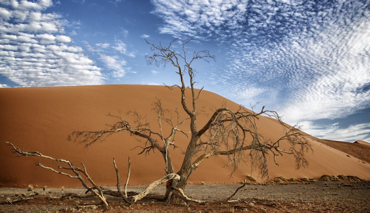 Казахстан саксауловые леса