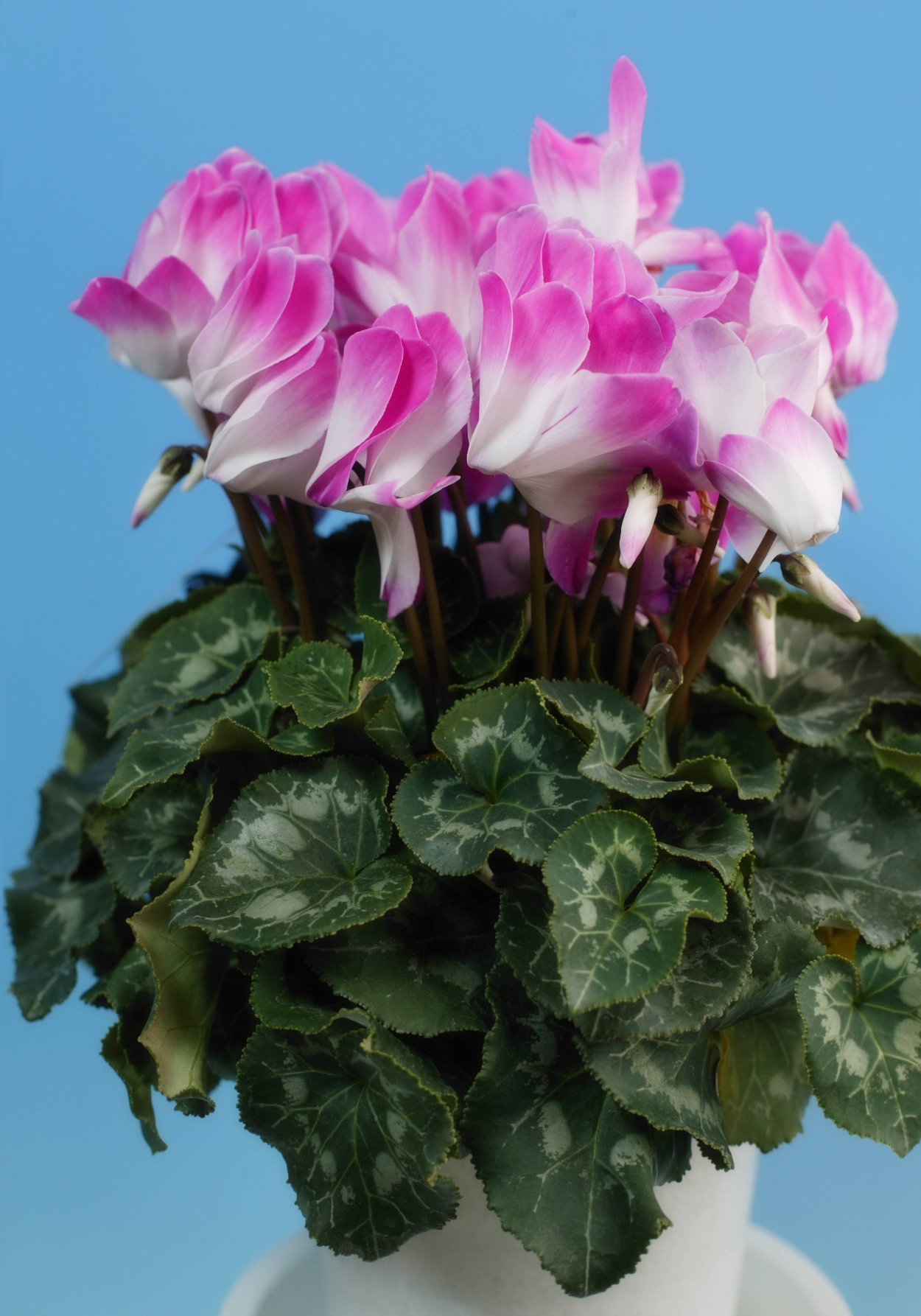 Цикламен персидский