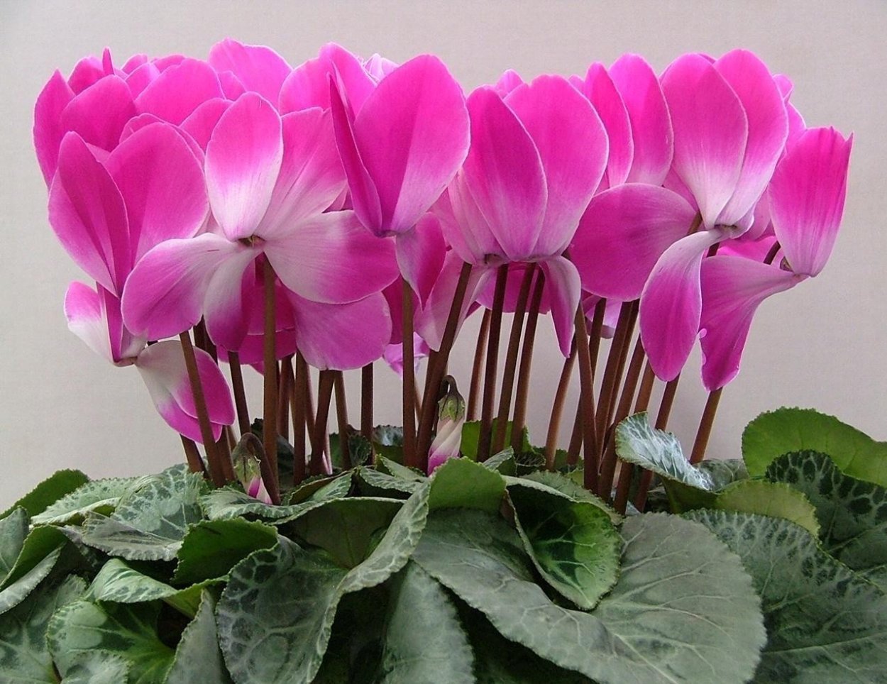 Цикламен персидский