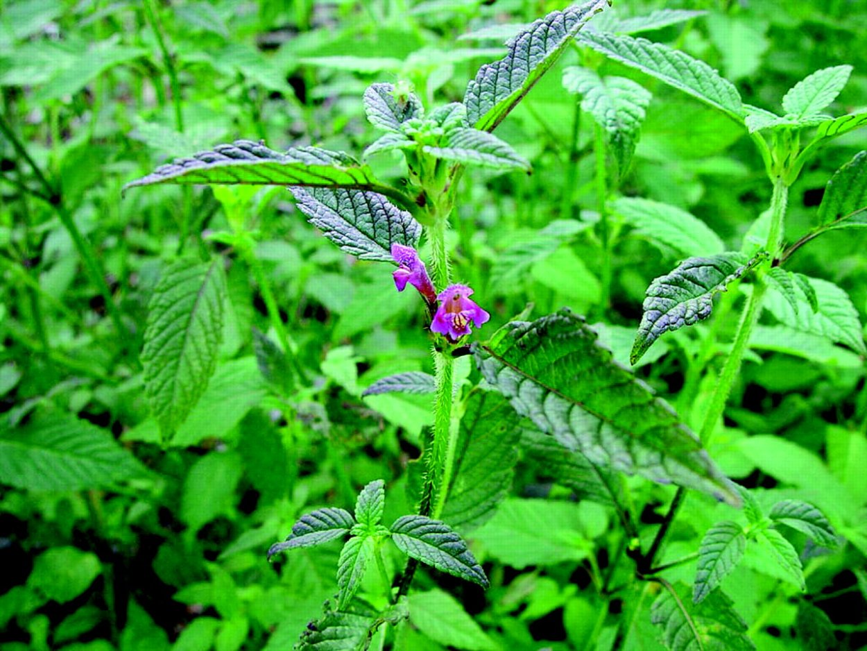 Гортензия цикламен