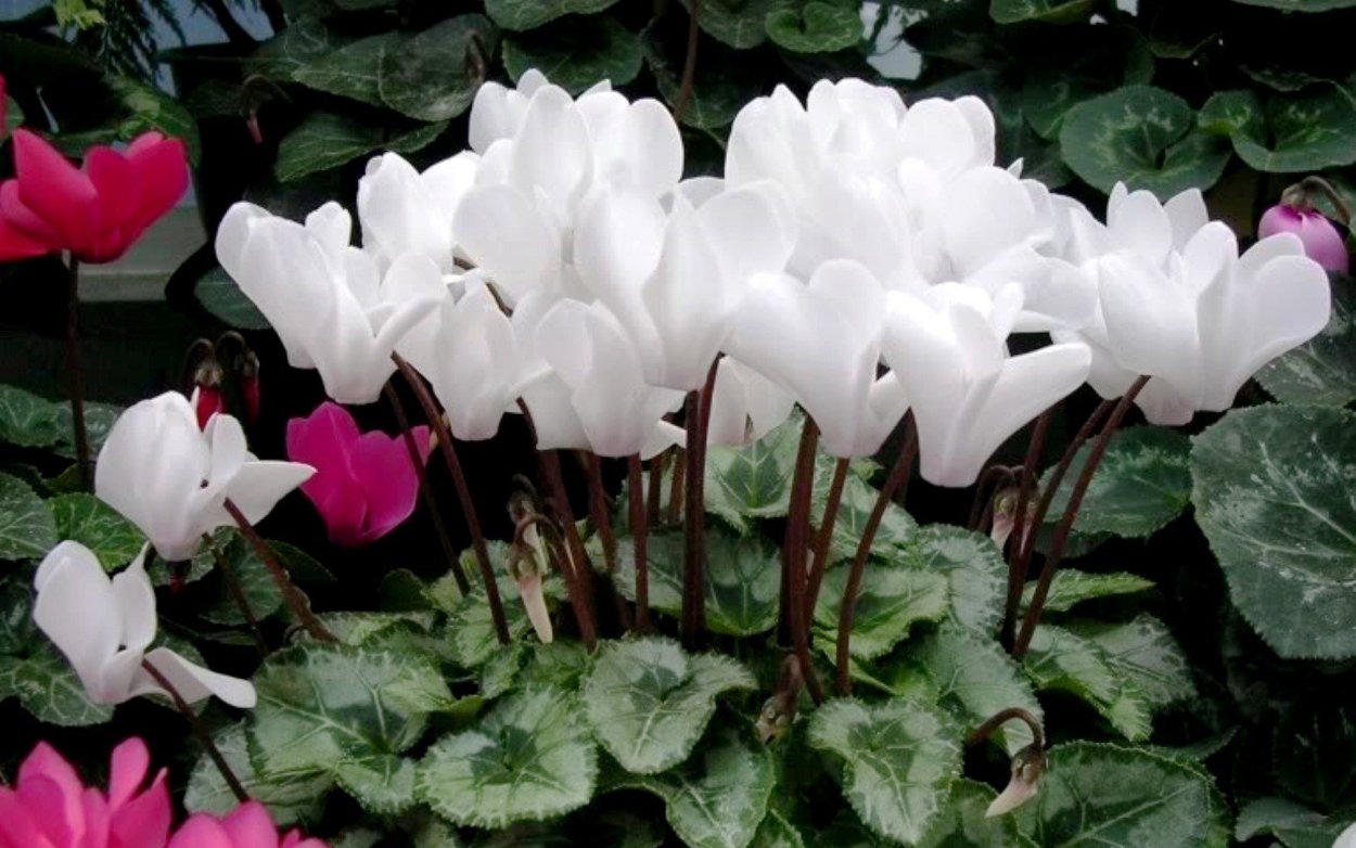 Домашний цветок цикламен