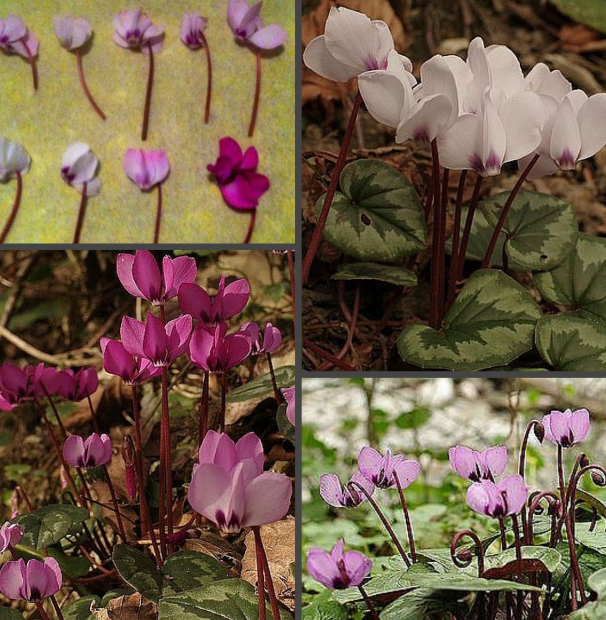 Циклахена (Ива) дурнишниколистная