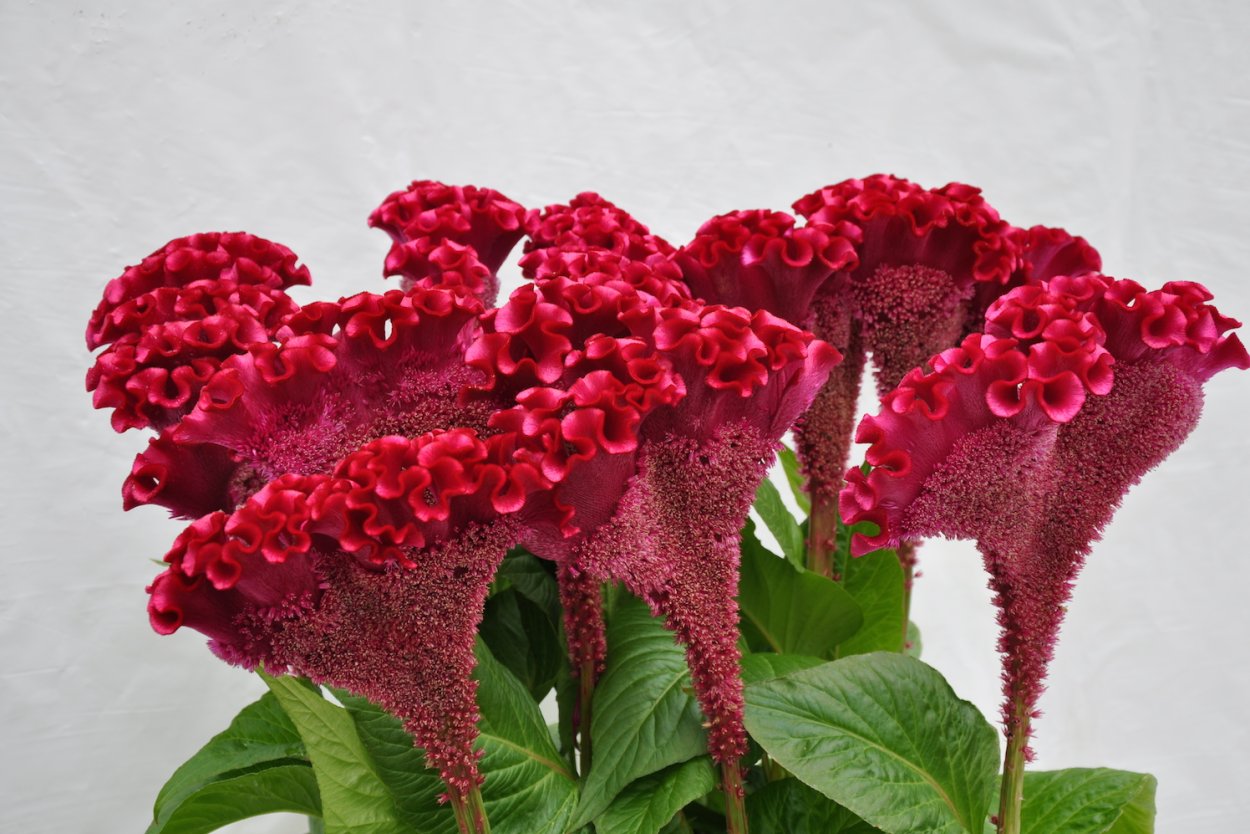 Целозия Дракула гребенчатая