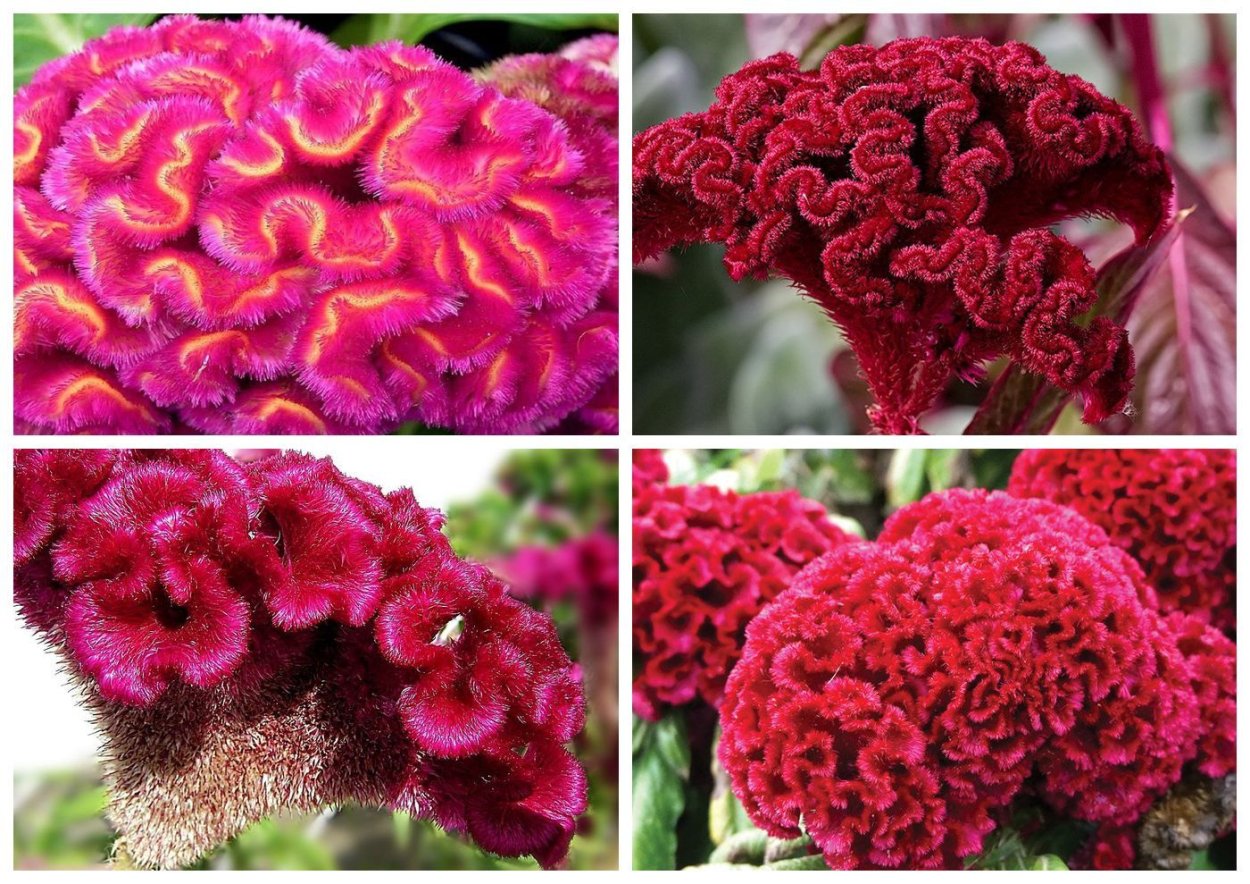 Цветок целозия гребенчатая корона