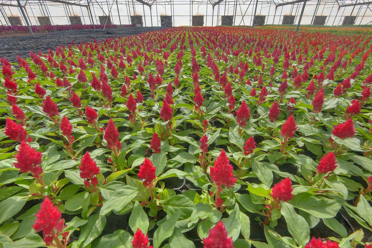 Цветок целозия петушиный гребешок