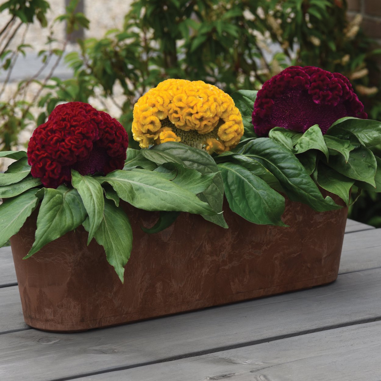 Целозия гребенчатая