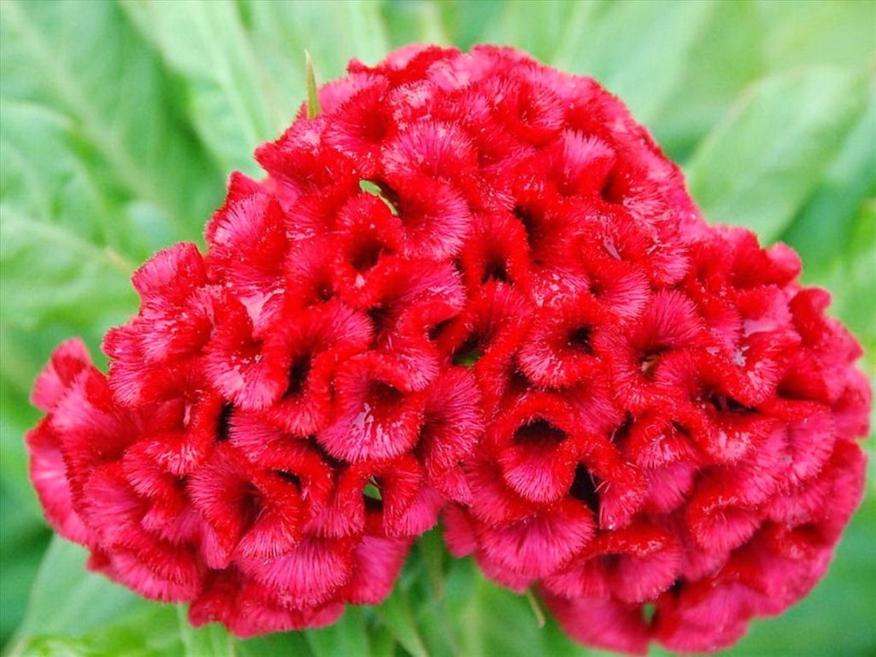 Целозия гребенчатая корона