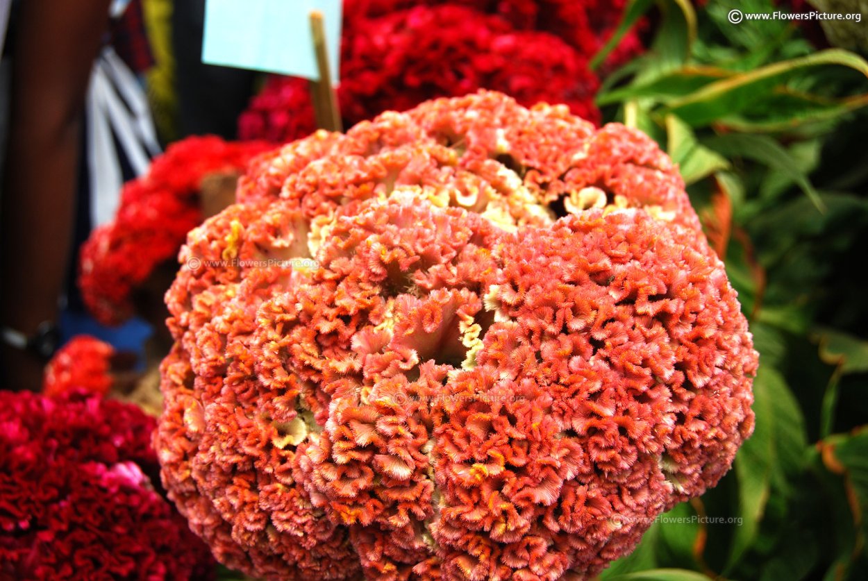 Целозия гребенчатая коралловый сад